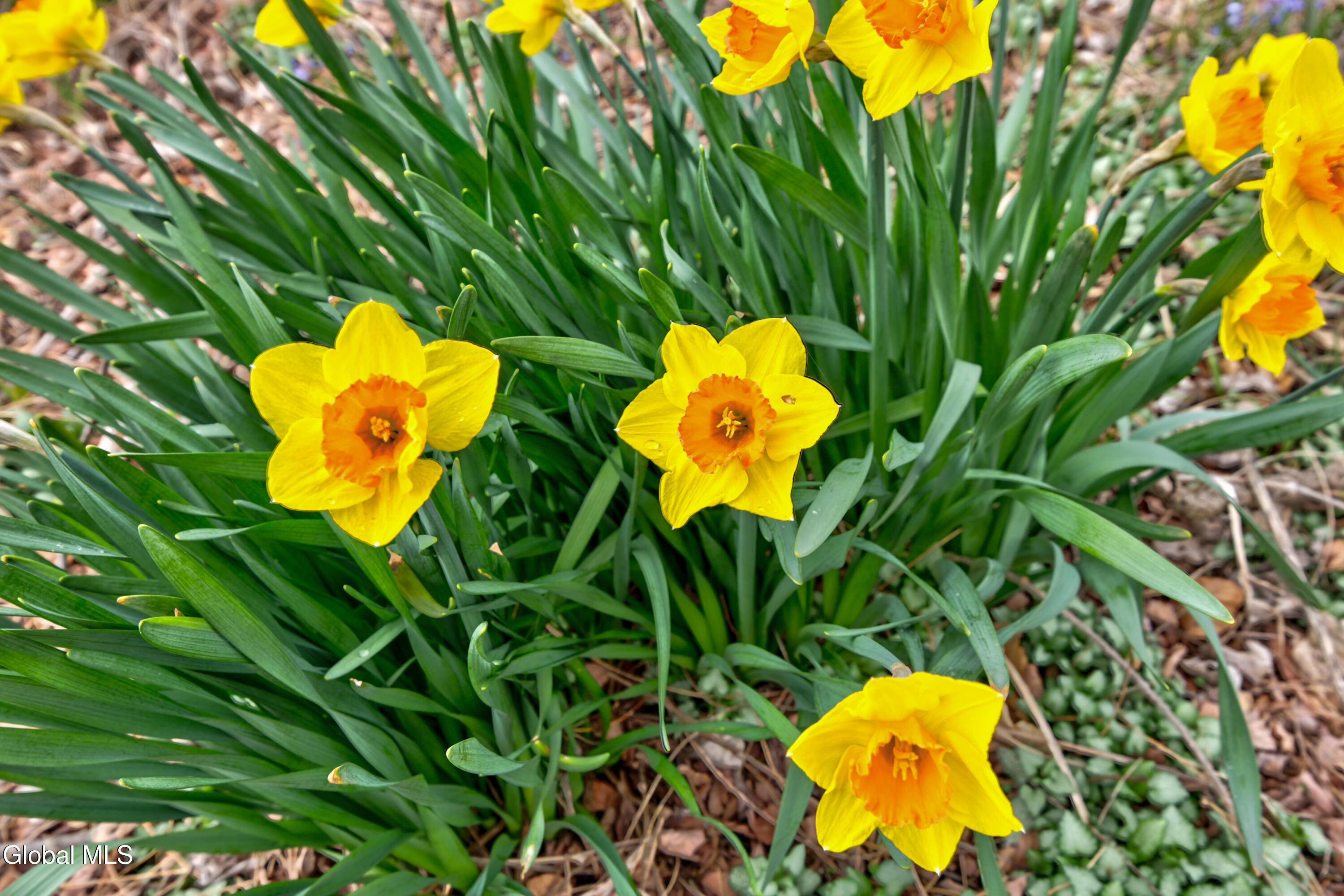 4268 Frederick Road Guilderland, NY 12009 - Photo 93 of 94 1 (95)