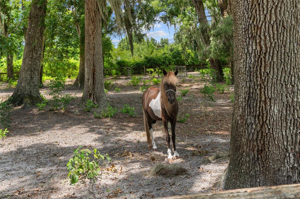 889 Southwest 165th Street Ocala, FL 34473 - Photo 42 of 100