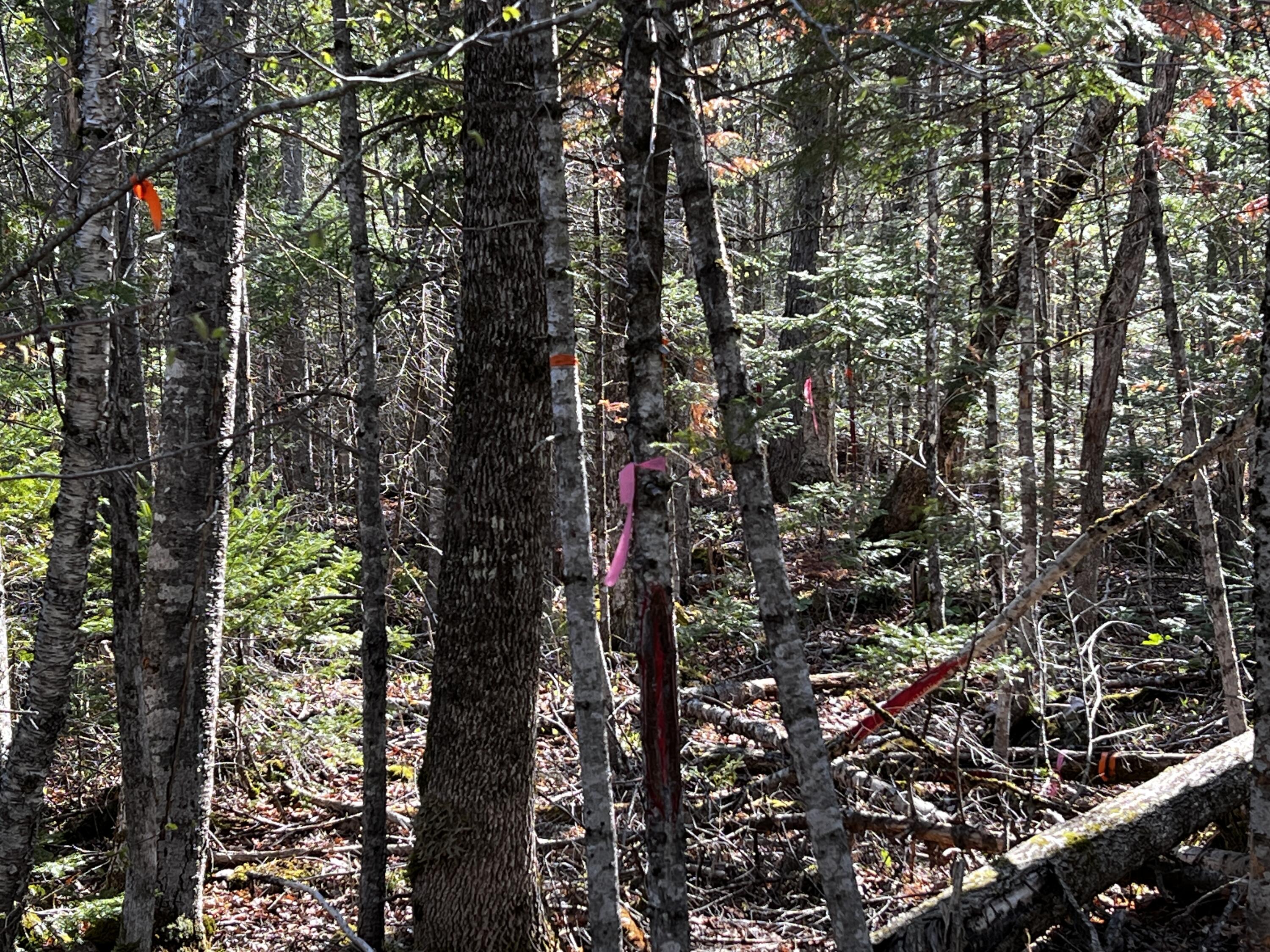 Lot 22 Schoodic Point Road Medford, ME 04463 - Photo 5 of 27 IMG_4169