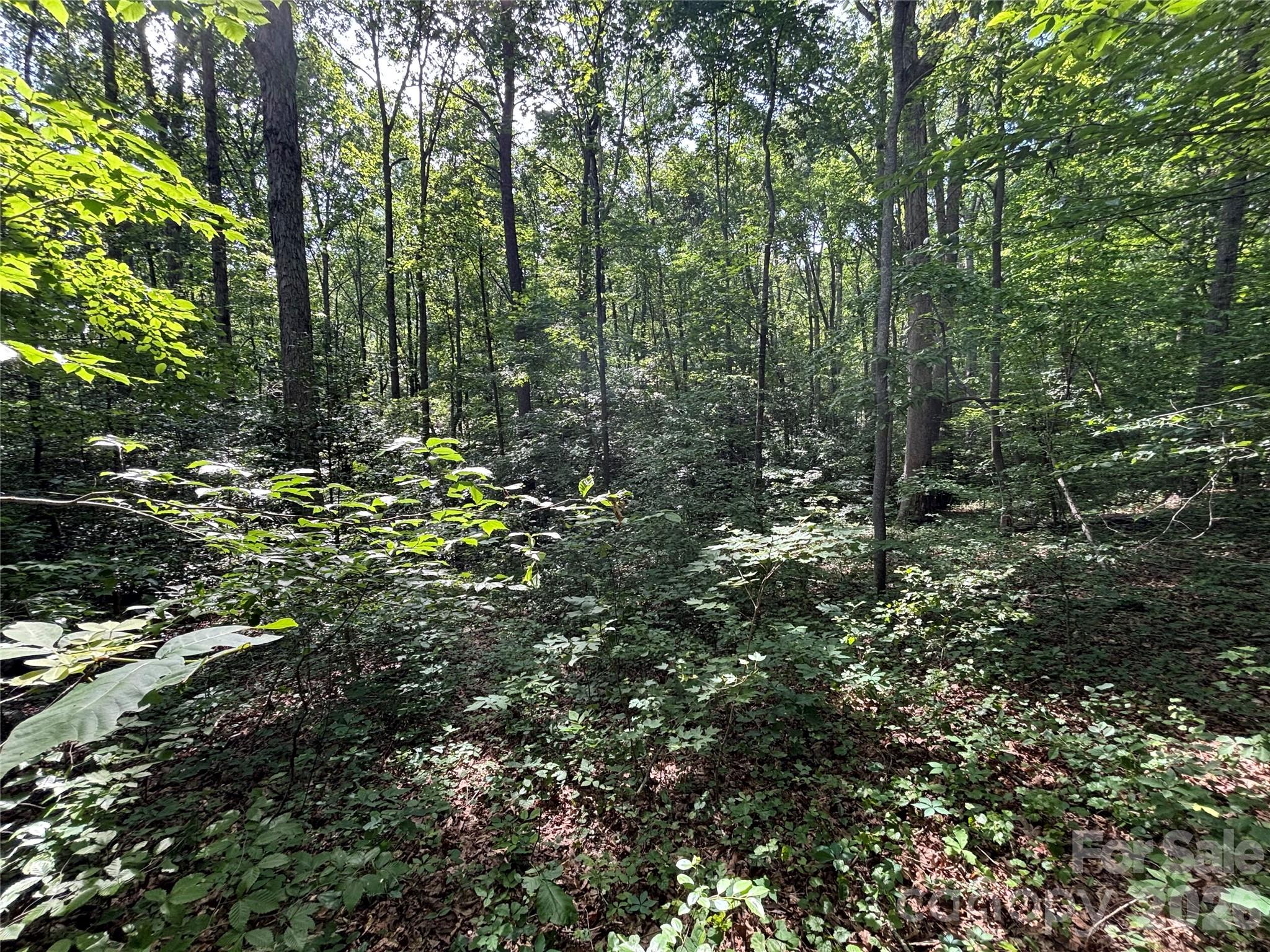 0 Goat Road Catawba, NC 28609 - Photo 5 of 10 a view of a lush green forest