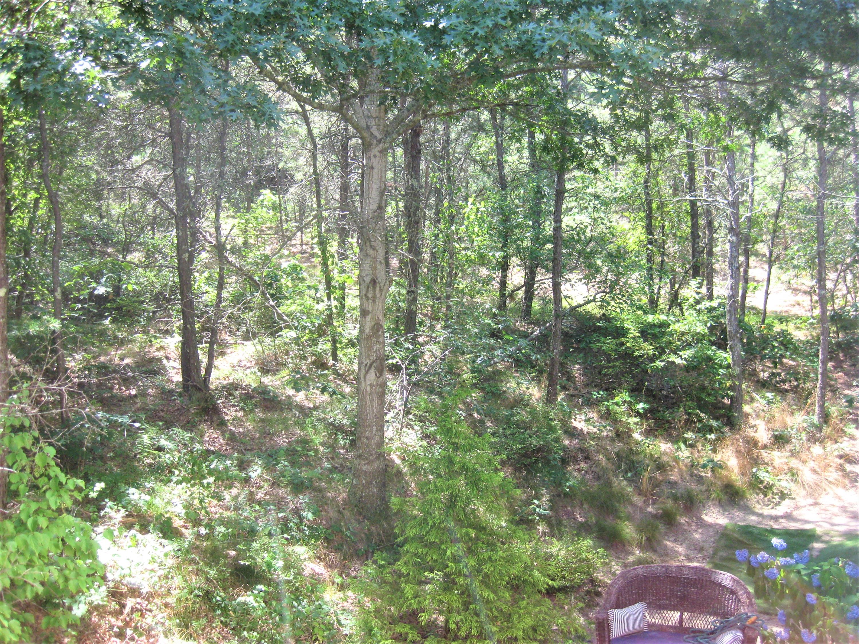 46-a B Standish Road Sagamore Beach, MA 02562 - Photo 3 of 31 a backyard of a house with lots of trees
