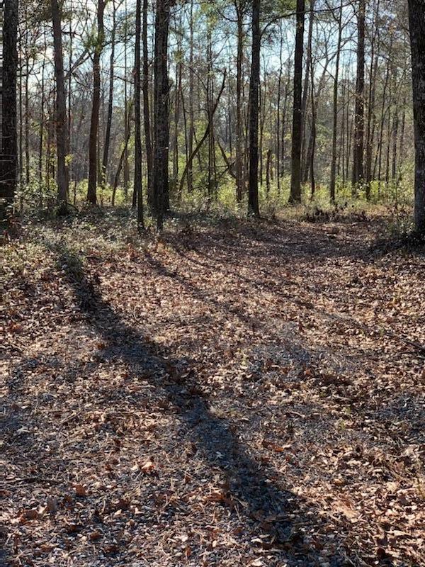 10155 Old Georgetown Road McClellanville, SC 29458 - Photo 1 of 10 IMG_0919
