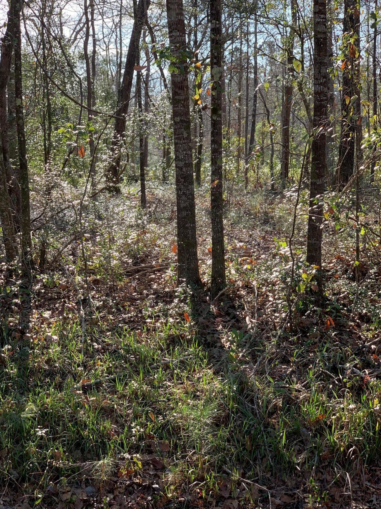 10155 Old Georgetown Road McClellanville, SC 29458 - Photo 2 of 10 IMG_0922