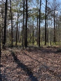 10155 Old Georgetown Road McClellanville, SC 29458 - Photo 4 of 10 thumbnail_IMG_0920(1)