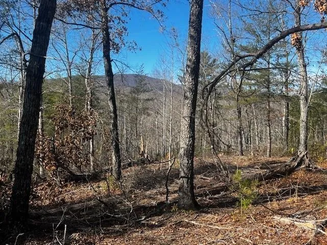 a view of a yard with large trees