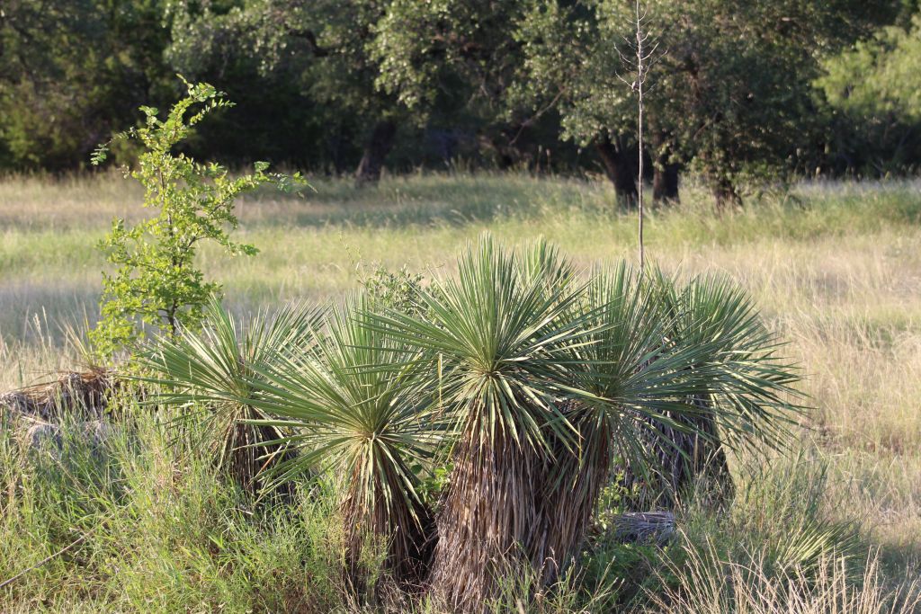 5135 Lookout Ridge Drive Marble Falls, TX 78654 - Photo 31 of 33 Front yard or open pasture of our 4.75-Acres