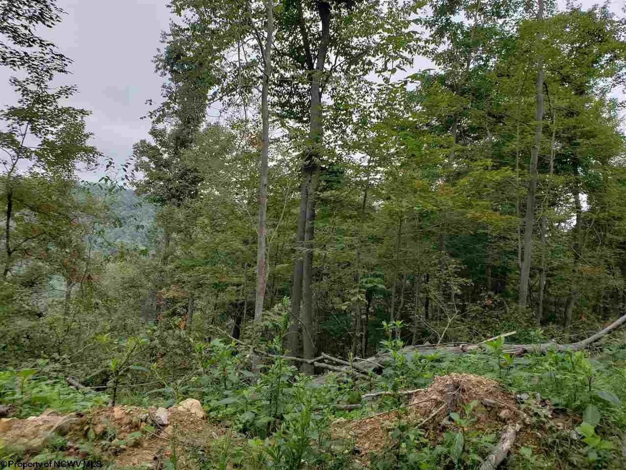 52.2-acres Coal Lick Road Albright, WV 26519 - Photo 8 of 9 Gallery Image 8