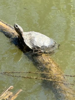 995 Suncrest Road Talent, OR 97540 - Photo 85 of 96 turtle
