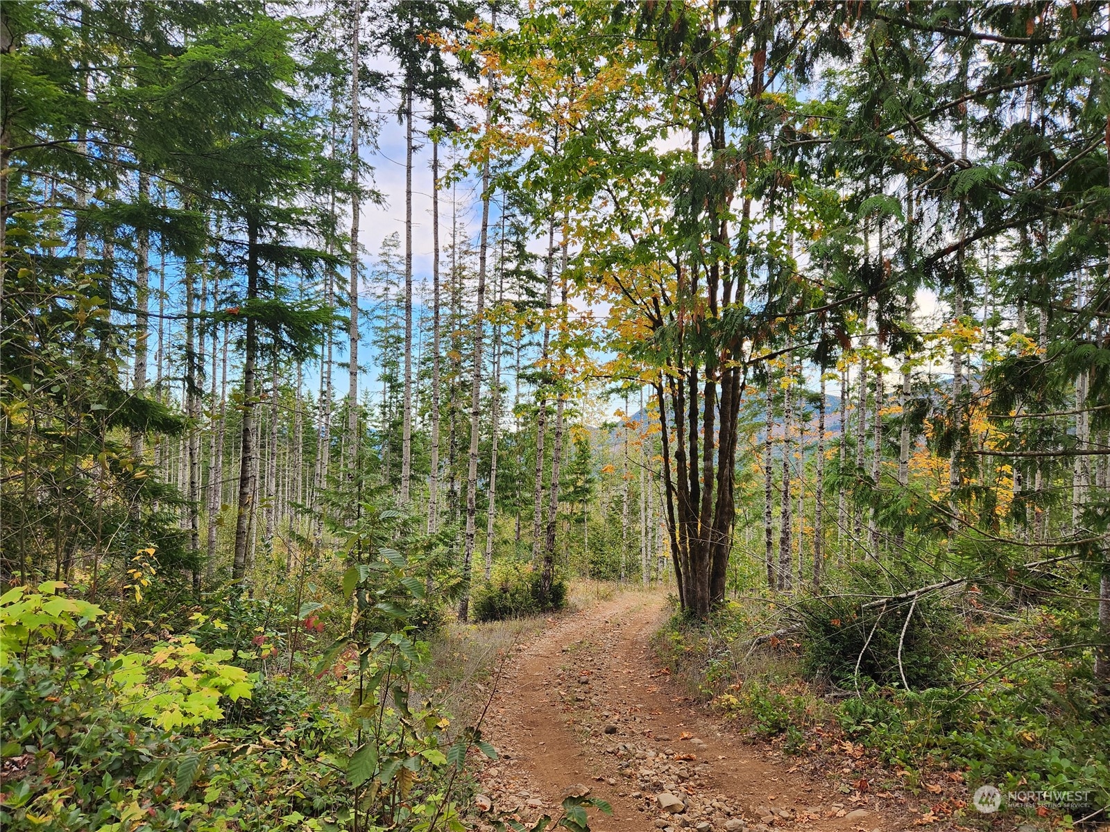 0 Rocky Brook Road, Unit LOT K Brinnon, WA 98320 - Photo 12 of 19 a backyard of a house with lots of green space