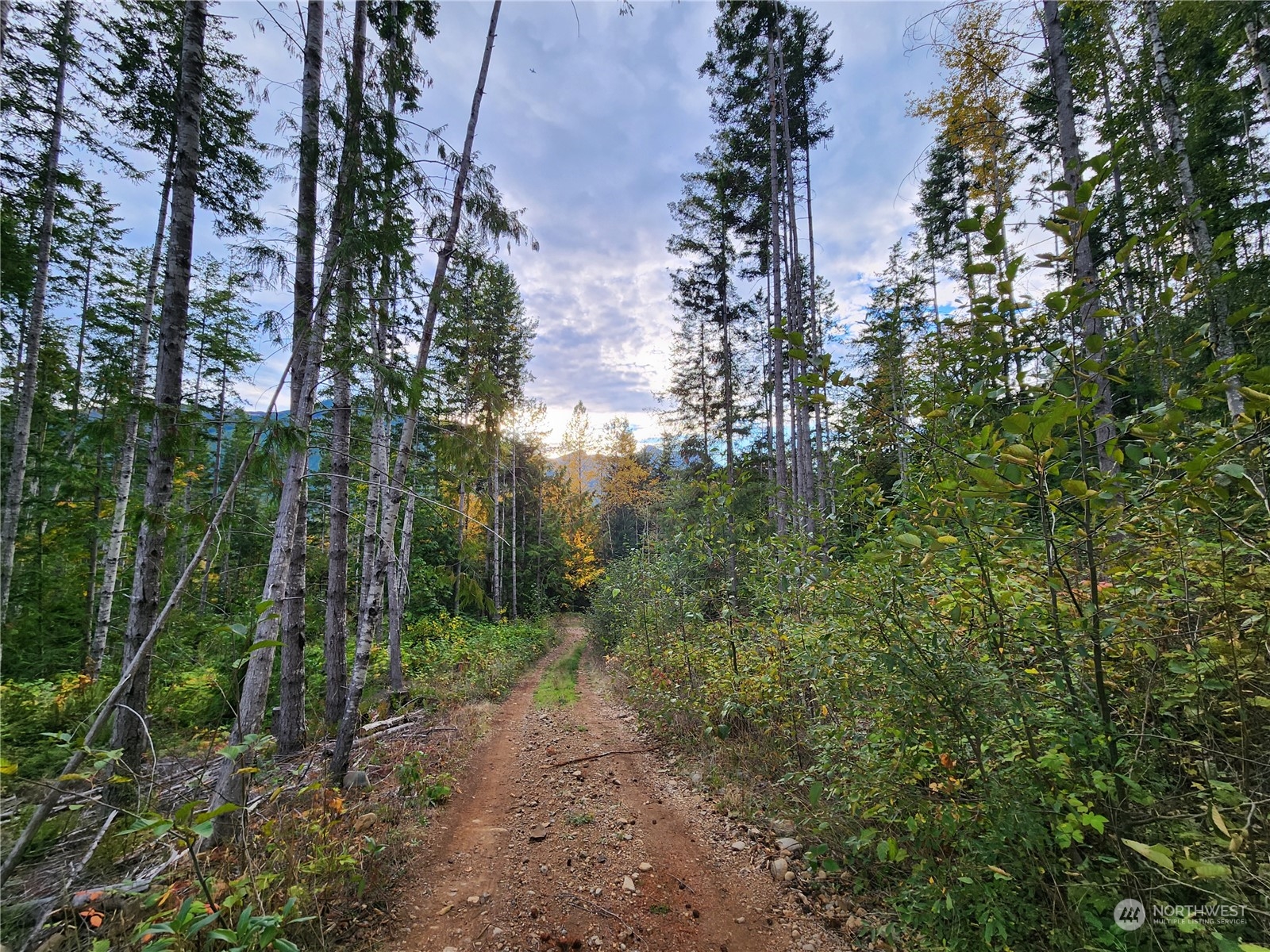 0 Rocky Brook Road, Unit LOT K Brinnon, WA 98320 - Photo 15 of 19 a view of a forest with trees