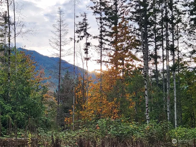 a view of a backyard