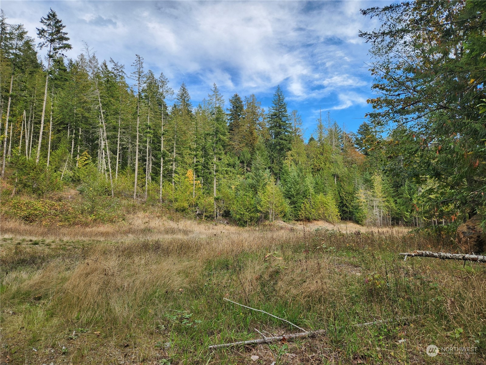 0 Rocky Brook Road, Unit LOT K Brinnon, WA 98320 - Photo 3 of 19 a view of a yard with a tree