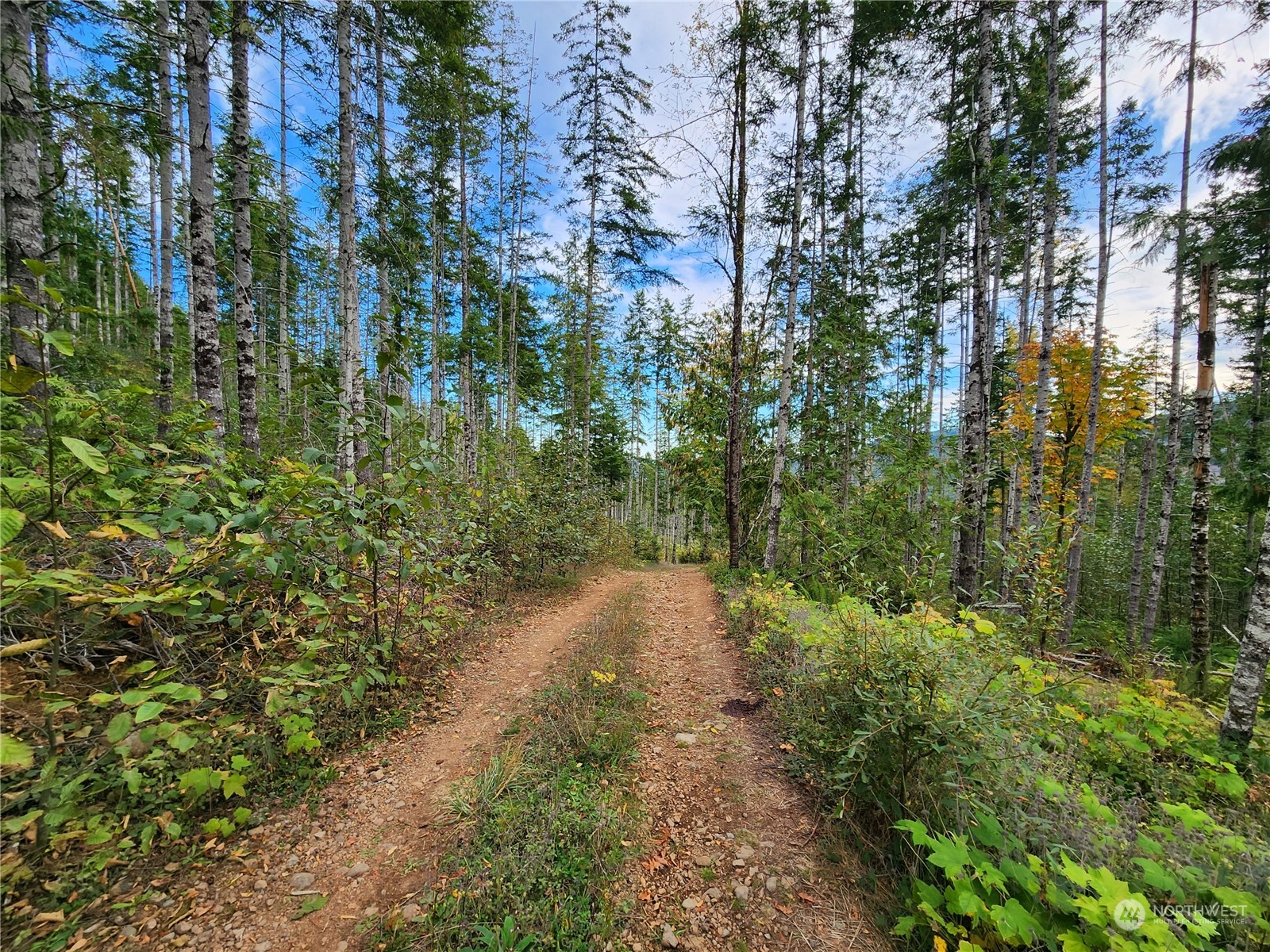 0 Rocky Brook Road, Unit LOT K Brinnon, WA 98320 - Photo 6 of 19 a view of a yard with plants and a bench