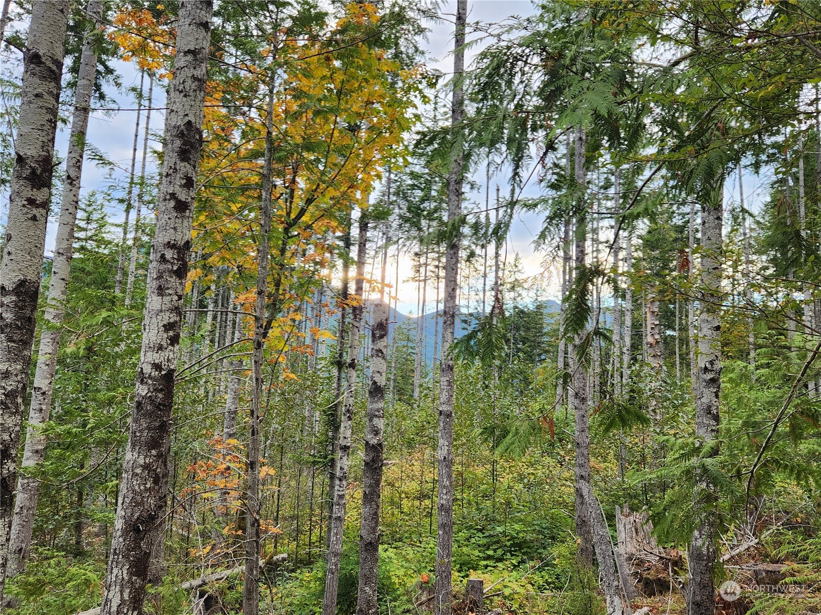 0 Rocky Brook Road, Unit LOT K Brinnon, WA 98320 - Photo 7 of 19 a view of residential house with green space