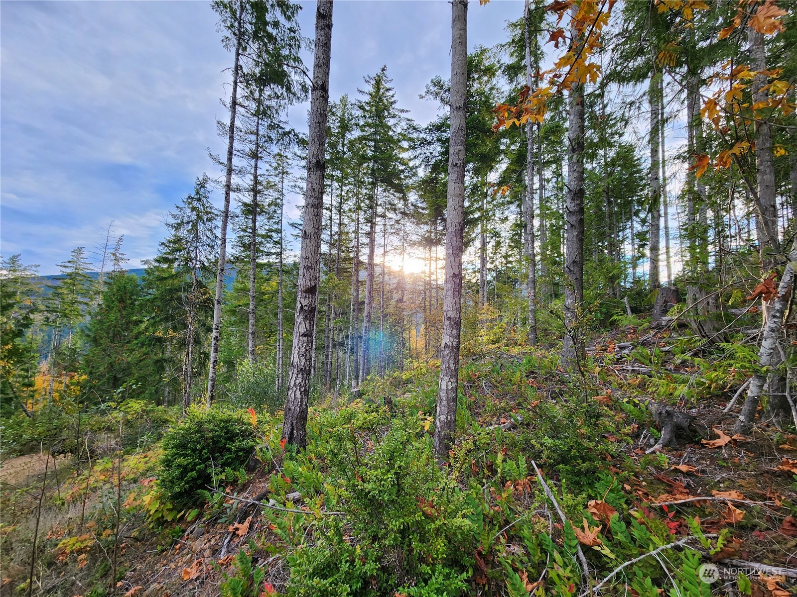 0 Rocky Brook Road, Unit LOT K Brinnon, WA 98320 - Photo 10 of 19 a view of a garden