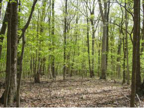 2.01 Acres /- Friendship Cabin Road Morgantown, IN 46160 - Photo 1 of 3 Gallery Image 1