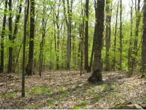 2.01 Acres /- Friendship Cabin Road Morgantown, IN 46160 - Photo 2 of 3 Gallery Image 2