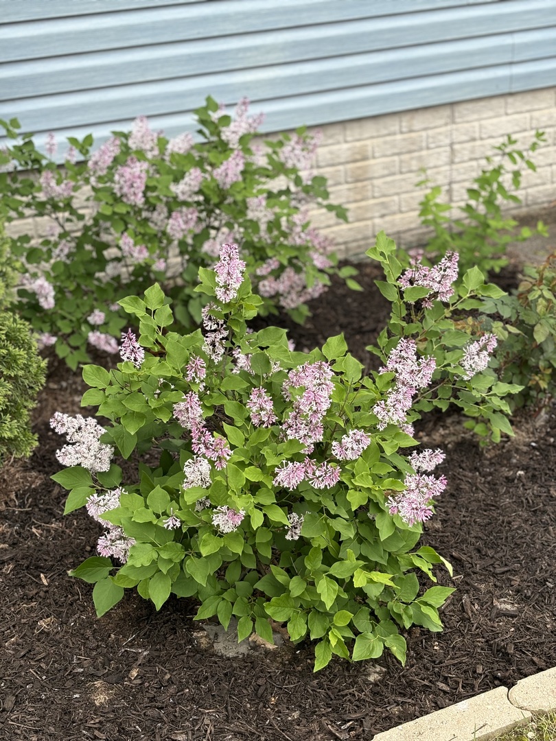 117 County Road 320 North Loda, IL 60948 - Photo 26 of 27 a view of a garden