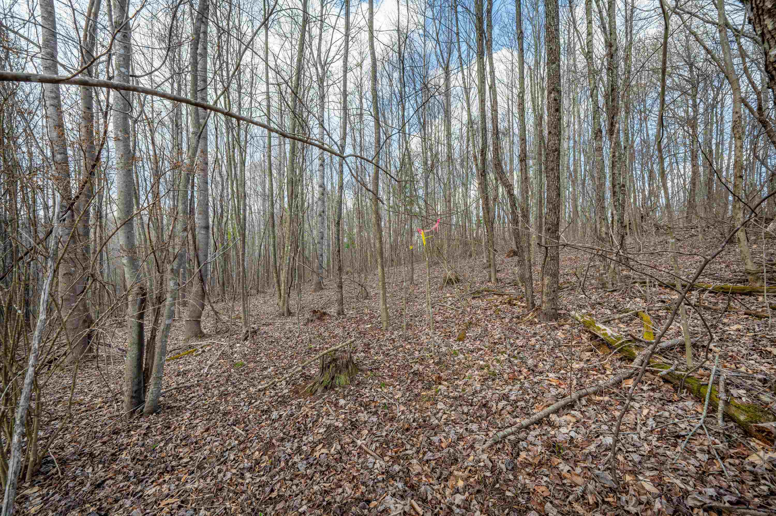2301 Buffalo Mountain Road Southwest Willis, VA 24380 - Photo 24 of 37 Gallery Image 24