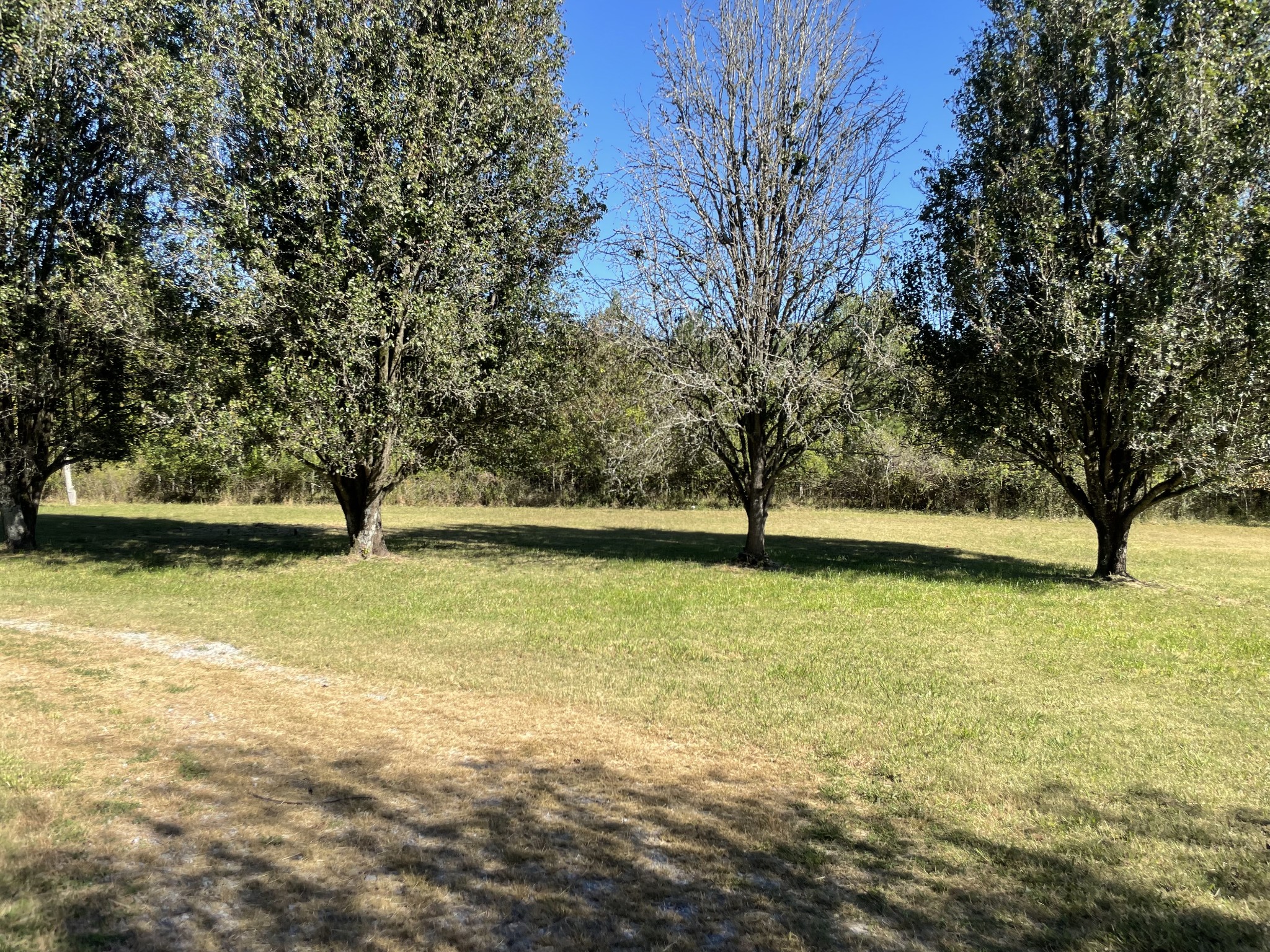 82 Ben Thompson Road Kelso, TN 37348 - Photo 12 of 13 a view of yard with trees