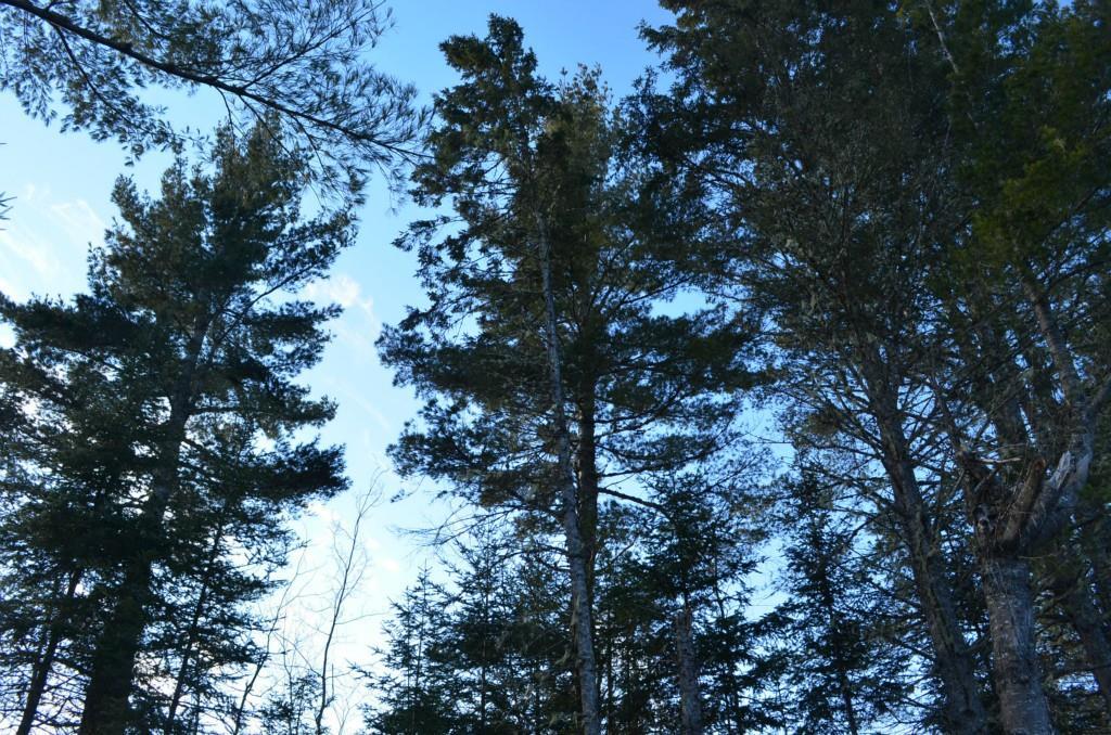 0 Park Street Springfield, ME 04487 - Photo 6 of 24 Photo