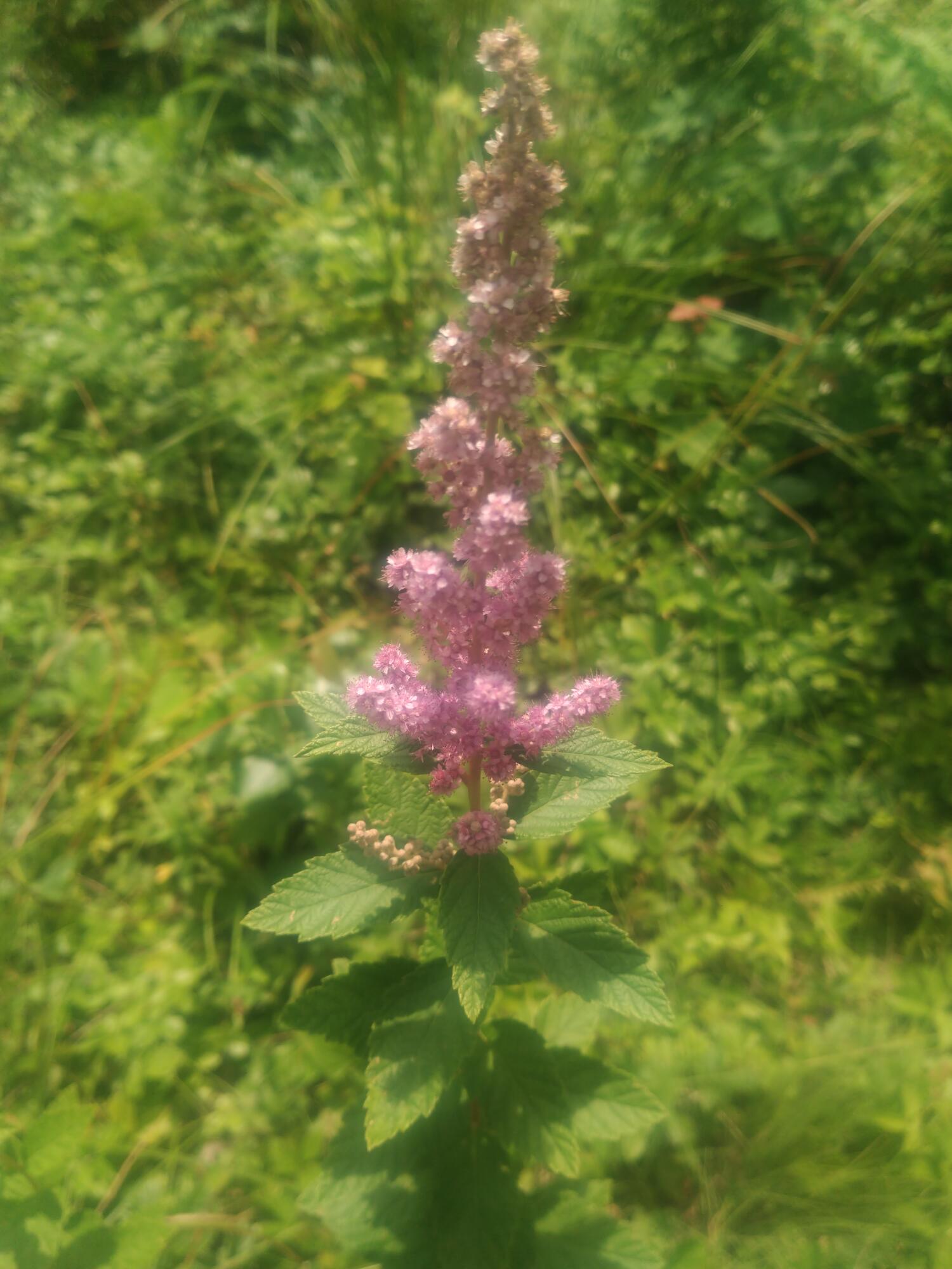 35 Beech Ridge Road North Berwick, ME 03906 - Photo 78 of 94 nature