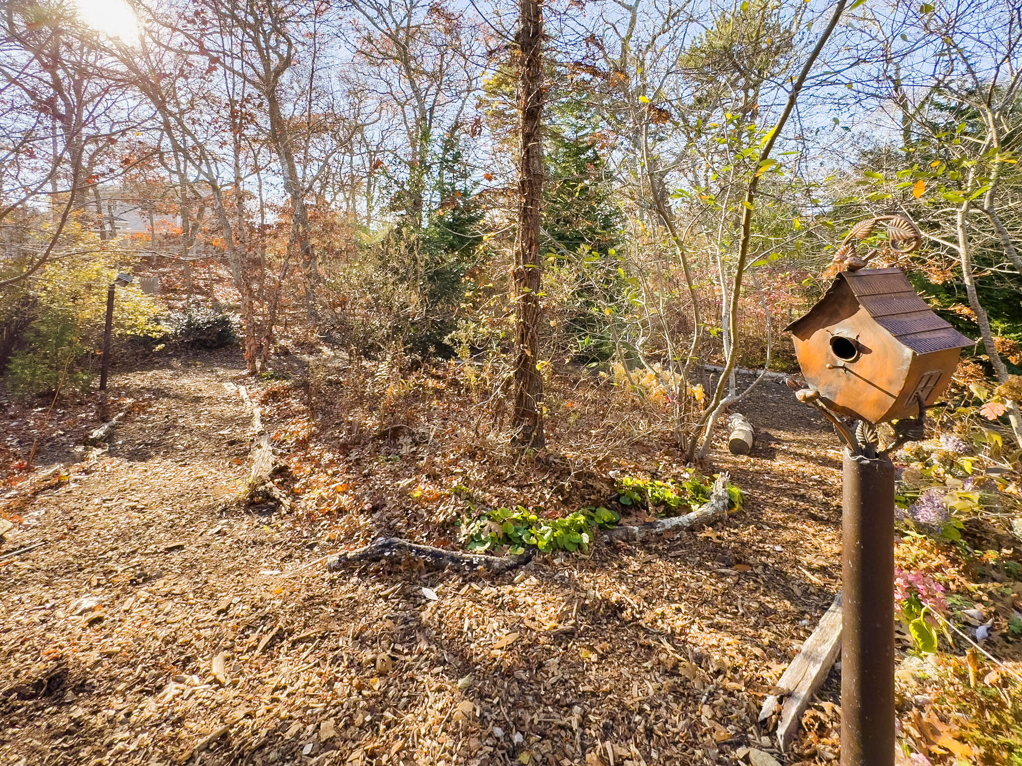 101 Anawan Road Brewster, MA 02631 - Photo 45 of 58 Paths through woods