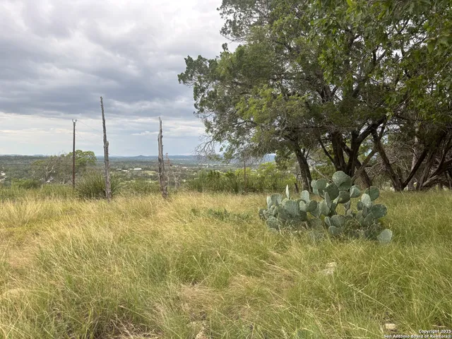 a view of a dry yard with lots of trees