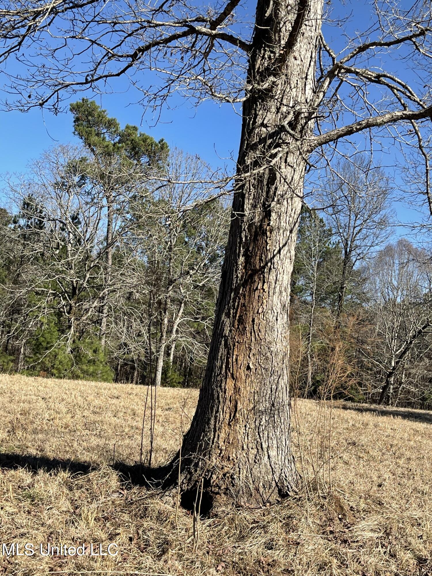 1547 Old Pearl Road Florence, MS 39073 - Photo 36 of 62 IMG_6745