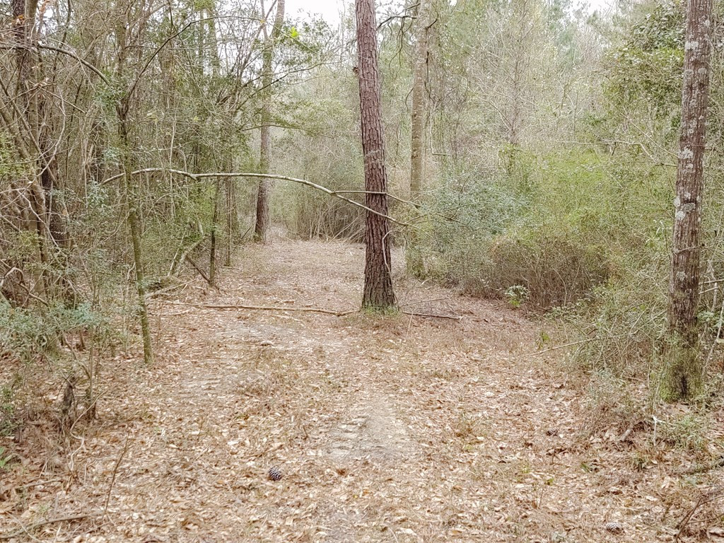 0 Osyka Progress Road Osyka, MS 39657 - Photo 10 of 29 Photo 10