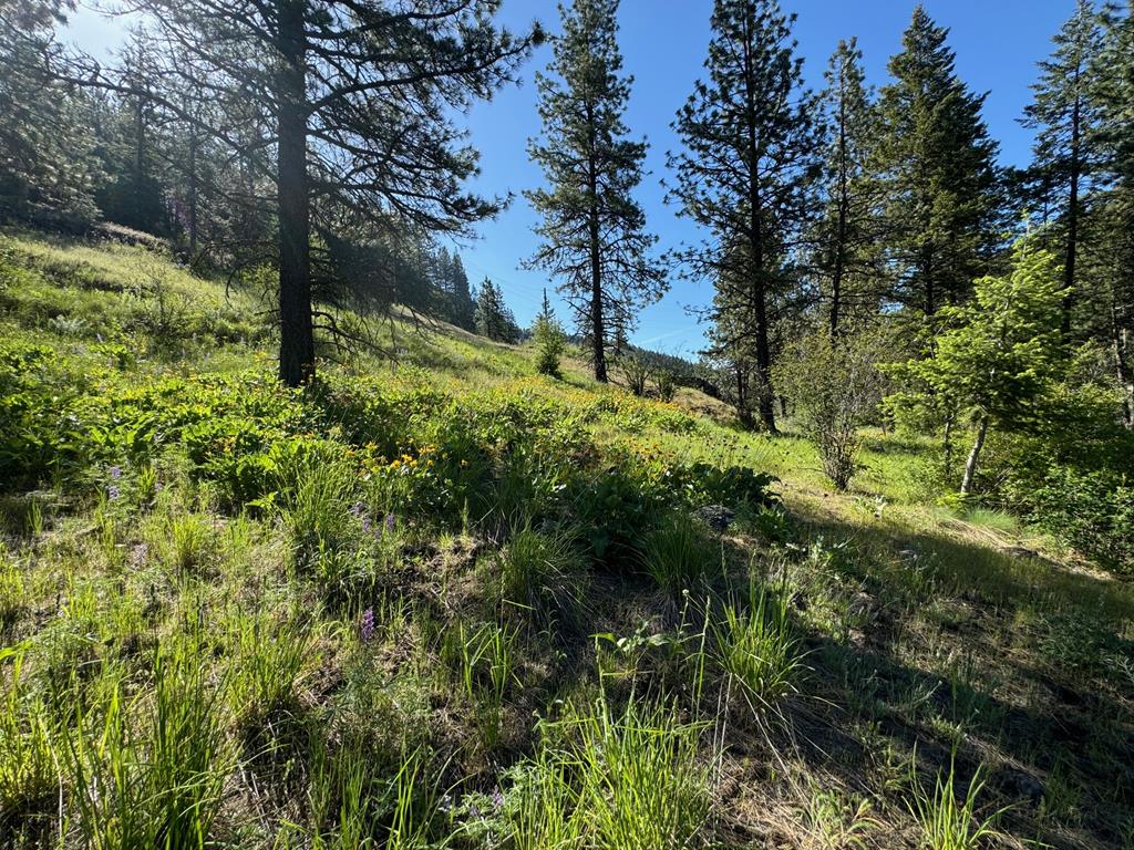 Tbd Elk Lake Road New Meadows, ID 83654 - Photo 17 of 24