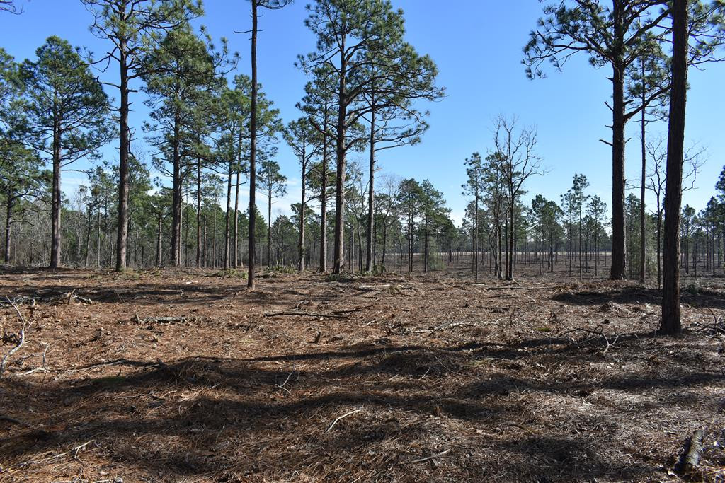 New Lot 4 New Road Windsor, SC 29856 - Photo 2 of 5