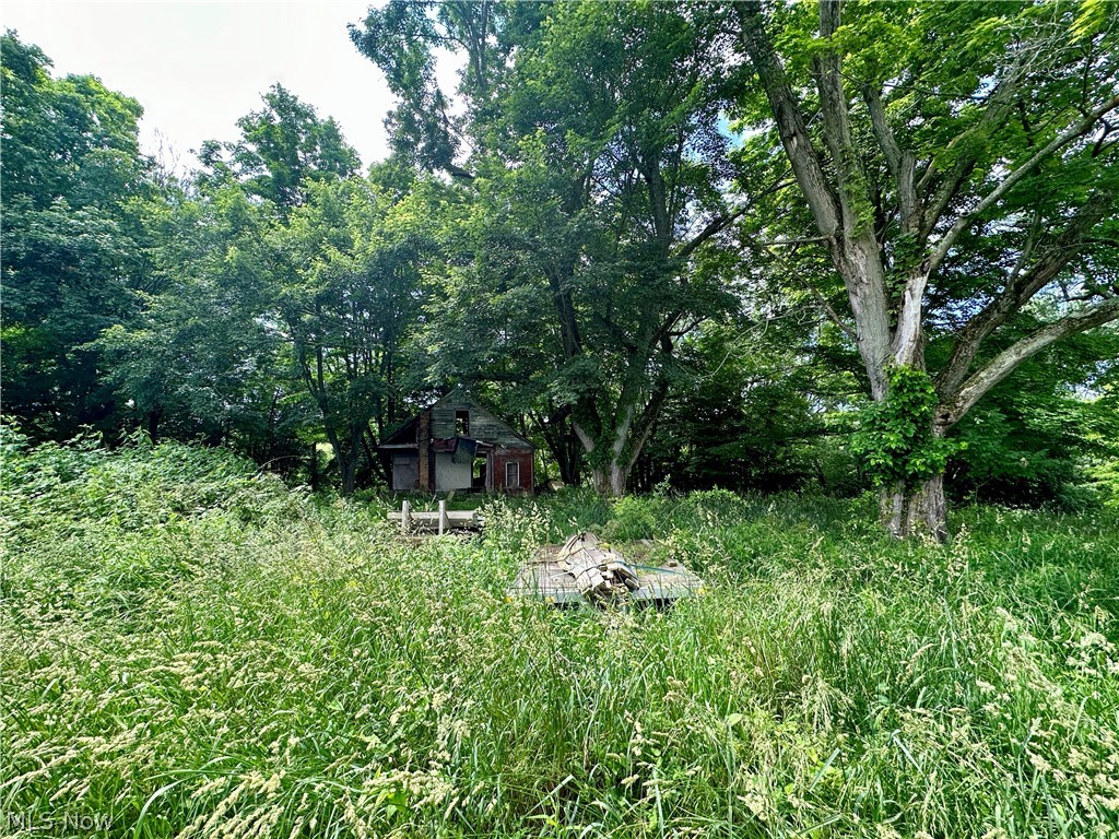View of local wilderness