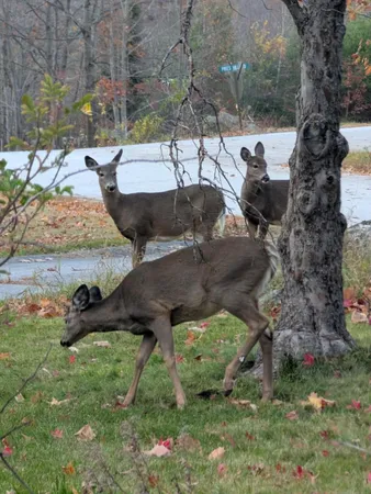 $485,000 | 165 Old Stage Road, Norway, ME 04268