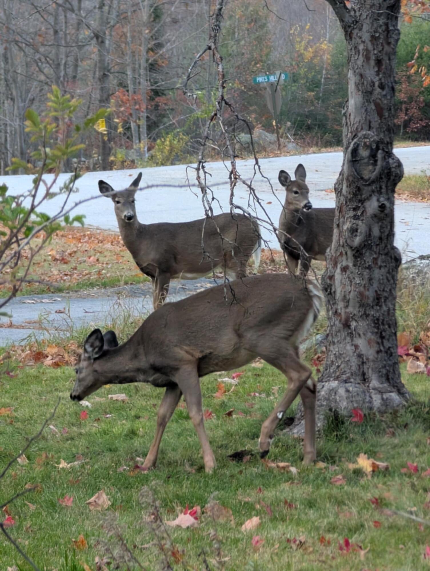 165 Old Stage Road Norway, ME 04268 - Photo 48 of 52 200 - Copy