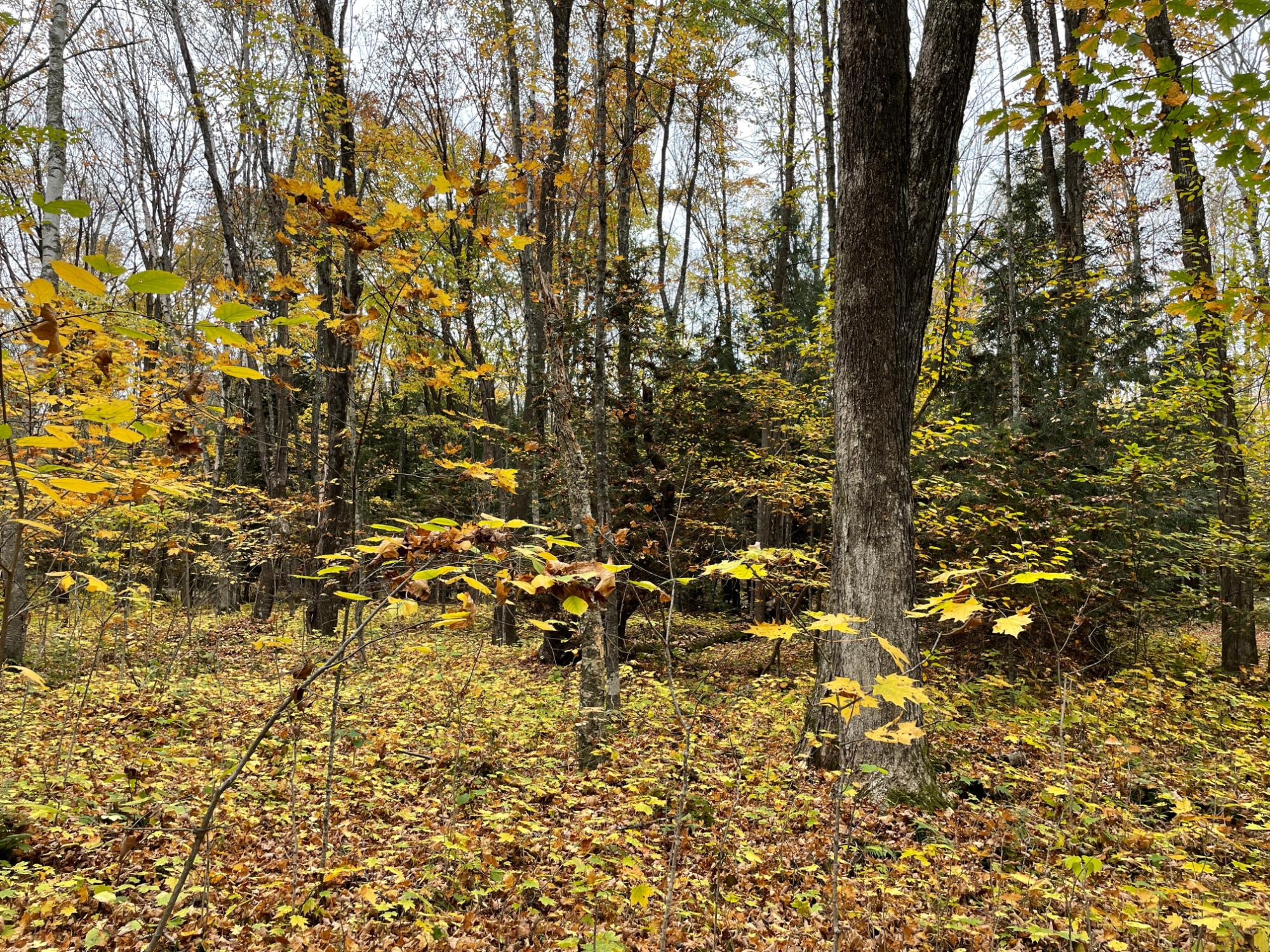 On Howling Trail Road Lac du Flambeau, WI 54538 - Photo 7 of 10 Gallery Image 7