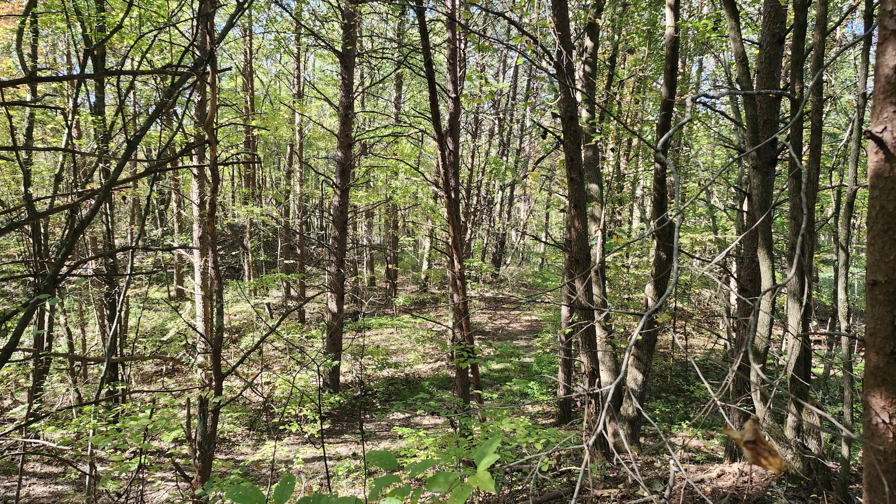 0 Tipple Road, Unit TRACTS 4 & 5 Tracy City, TN 37387 - Photo 4 of 15 20251016_103510