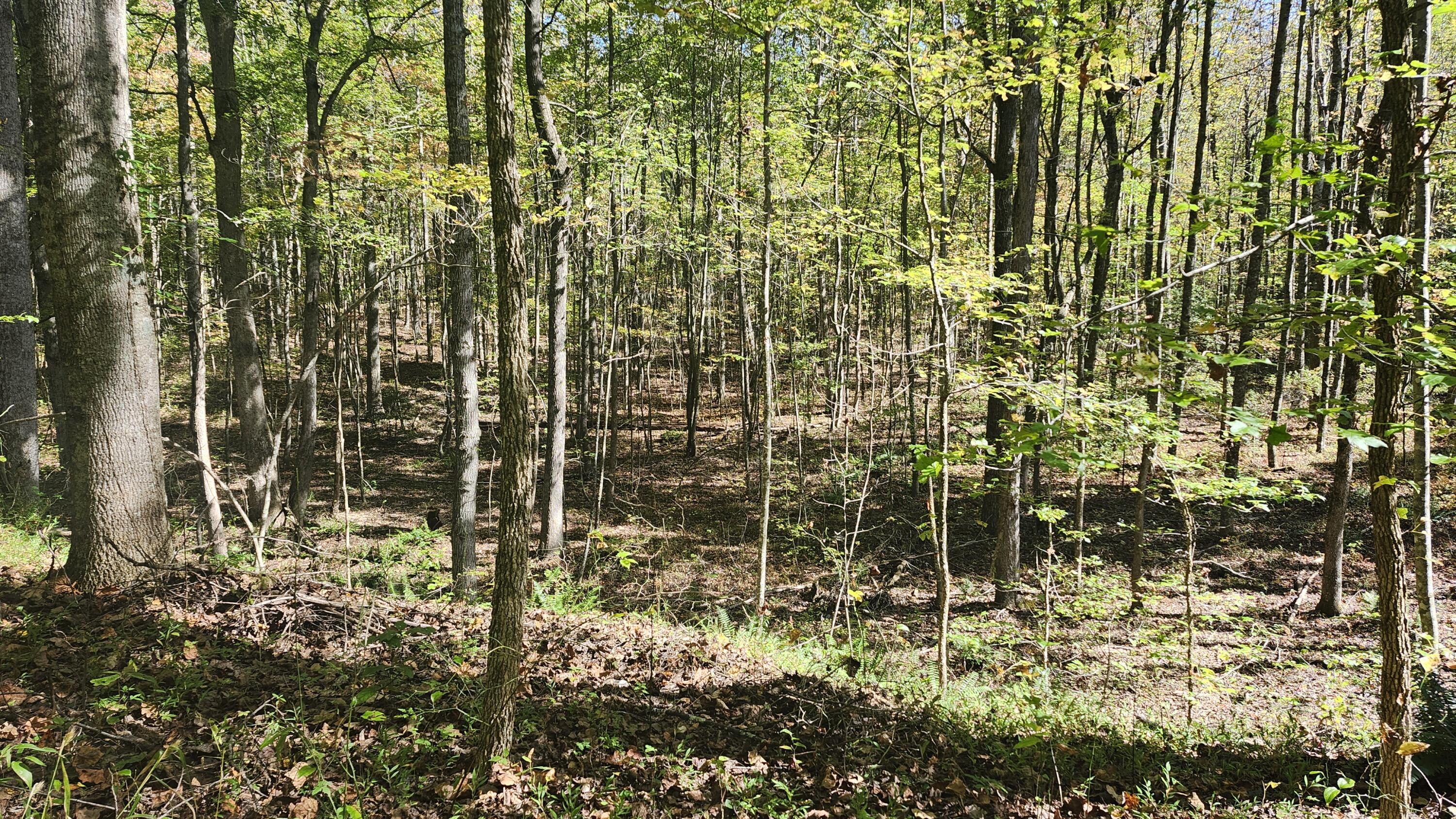 0 Tipple Road, Unit TRACTS 4 & 5 Tracy City, TN 37387 - Photo 8 of 15 20251016_111937