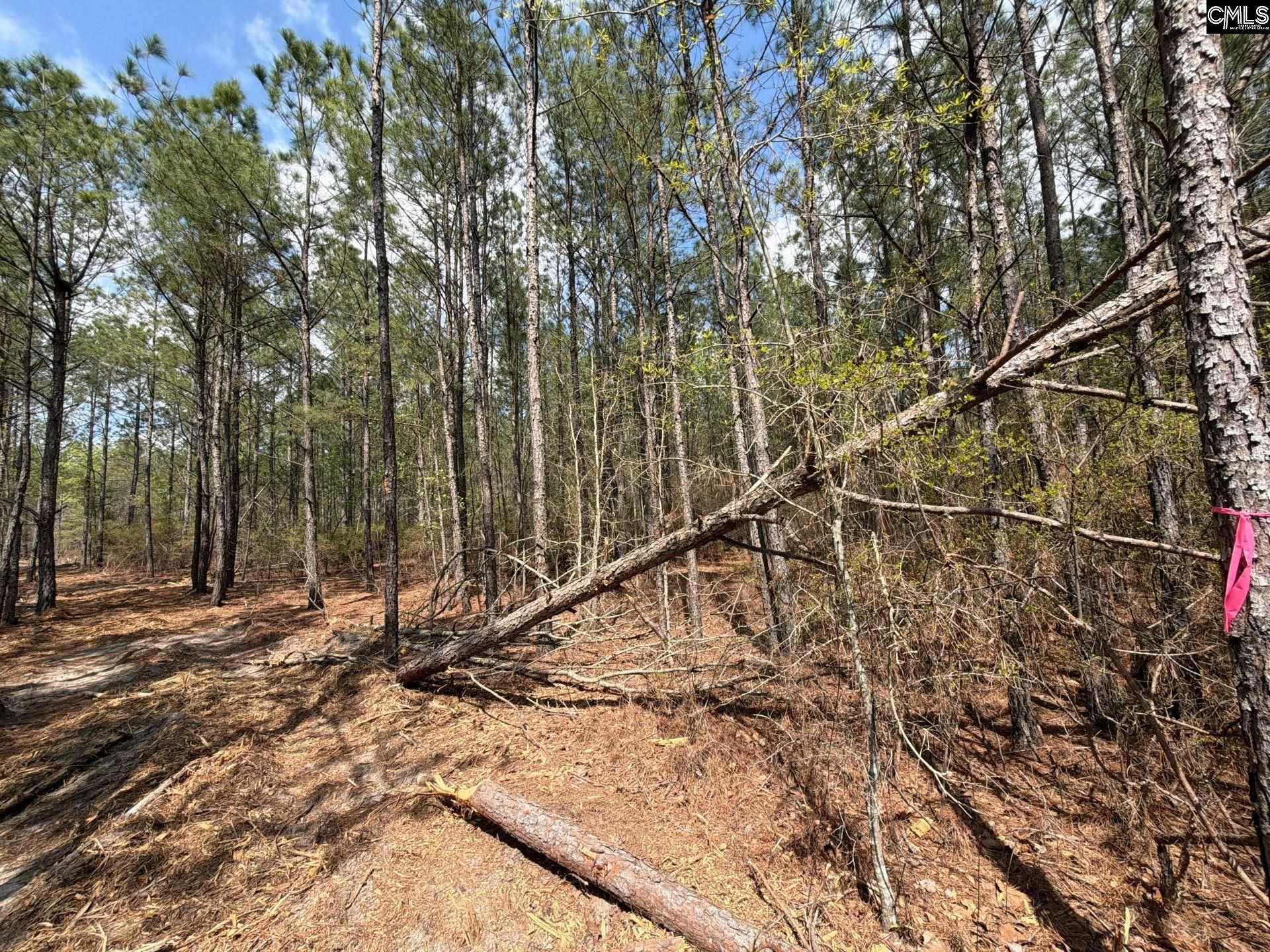 4 Mt Calvary Rd Ridge Spring Ridge Spring, SC 29129 - Photo 17 of 40