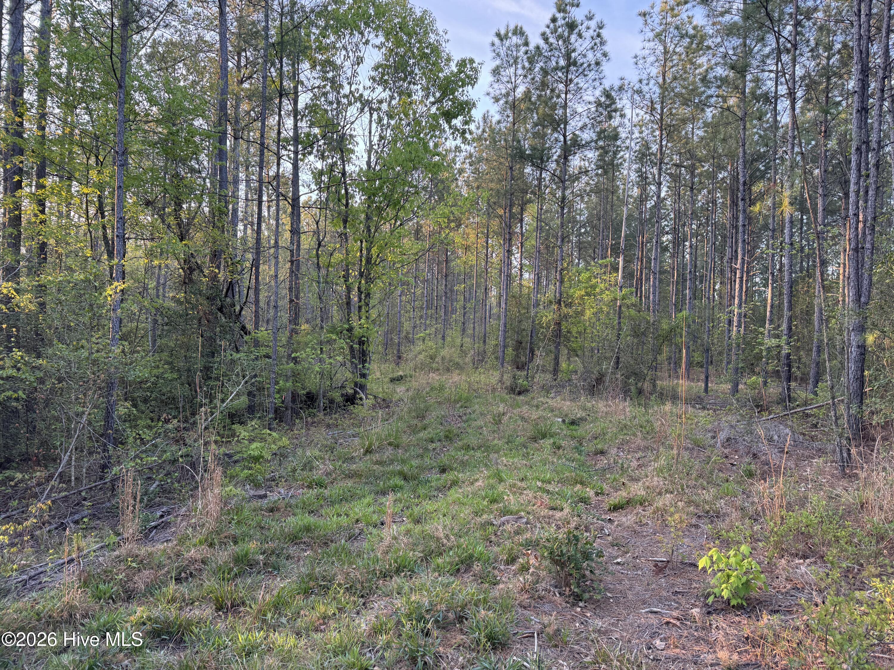 0 Cartledge Creek Road Rockingham, NC 28379 - Photo 22 of 32 Cartledge Creek