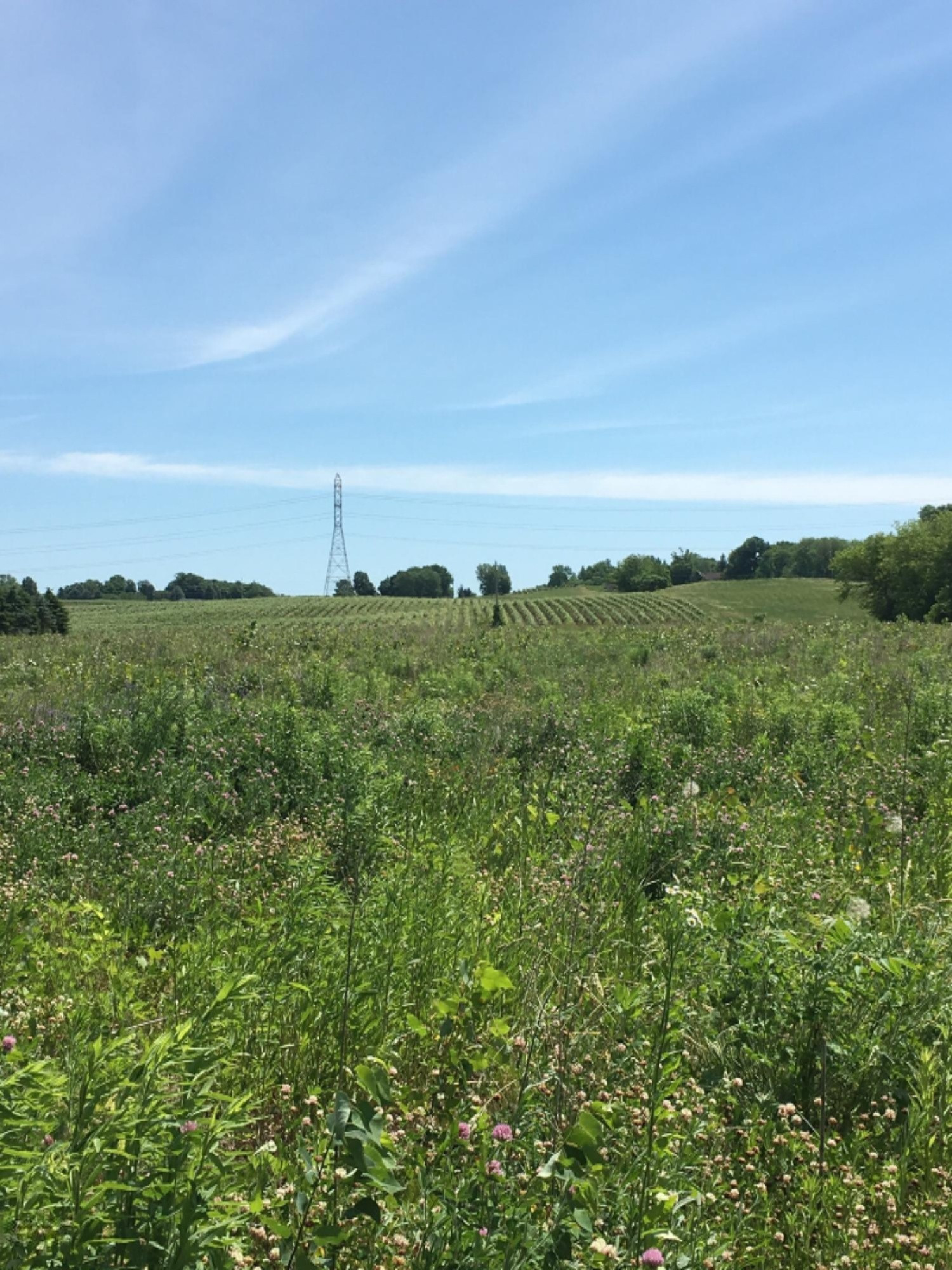 Gray Road Baroda, MI 49101 - Photo 2 of 5 image