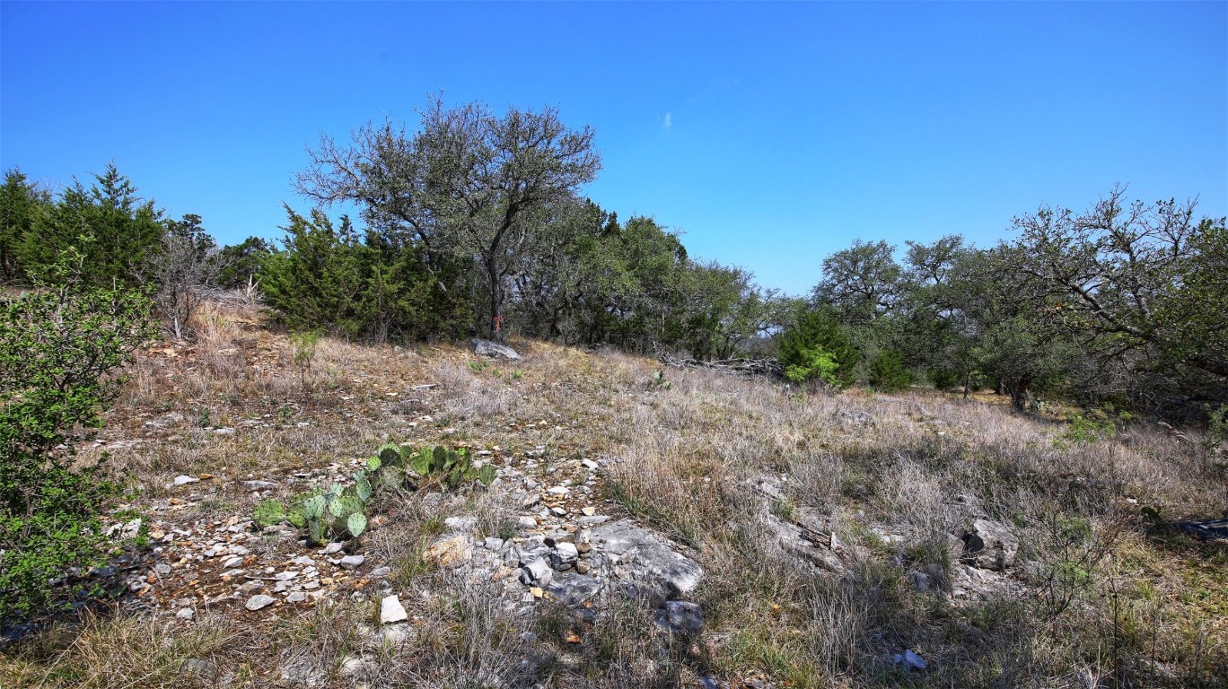 0 Mormon Mill Road Marble Falls, TX 78654 - Photo 33 of 36 a view of a forest with a tree in the background