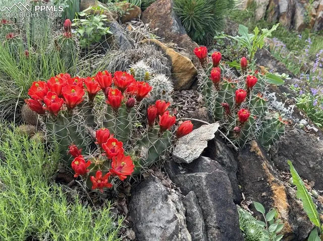 a view of a garden with flowers