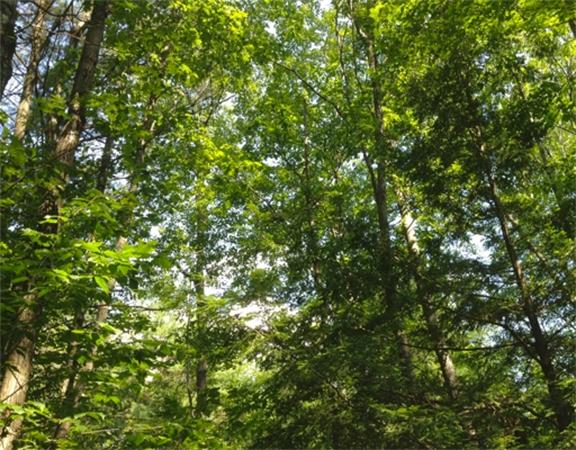229 Beech Hill Road Warwick, MA 01378 - Photo 6 of 8 Gallery Image 6