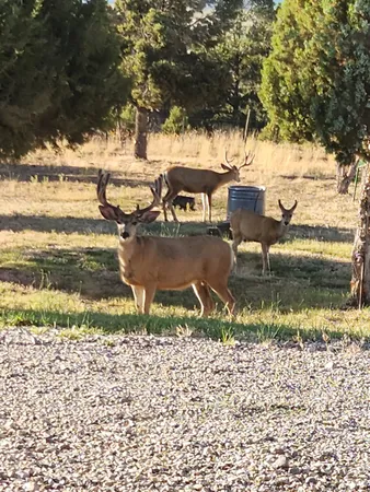 a view of a backyard of the house