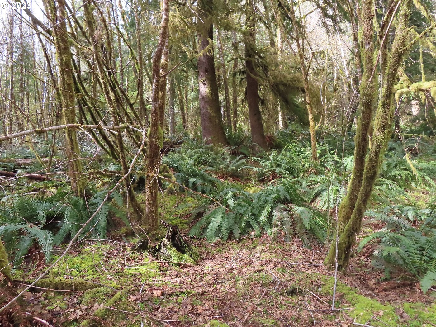 Artic Road Cosmopolis, WA 98537 - Photo 4 of 23 Gallery Image 4