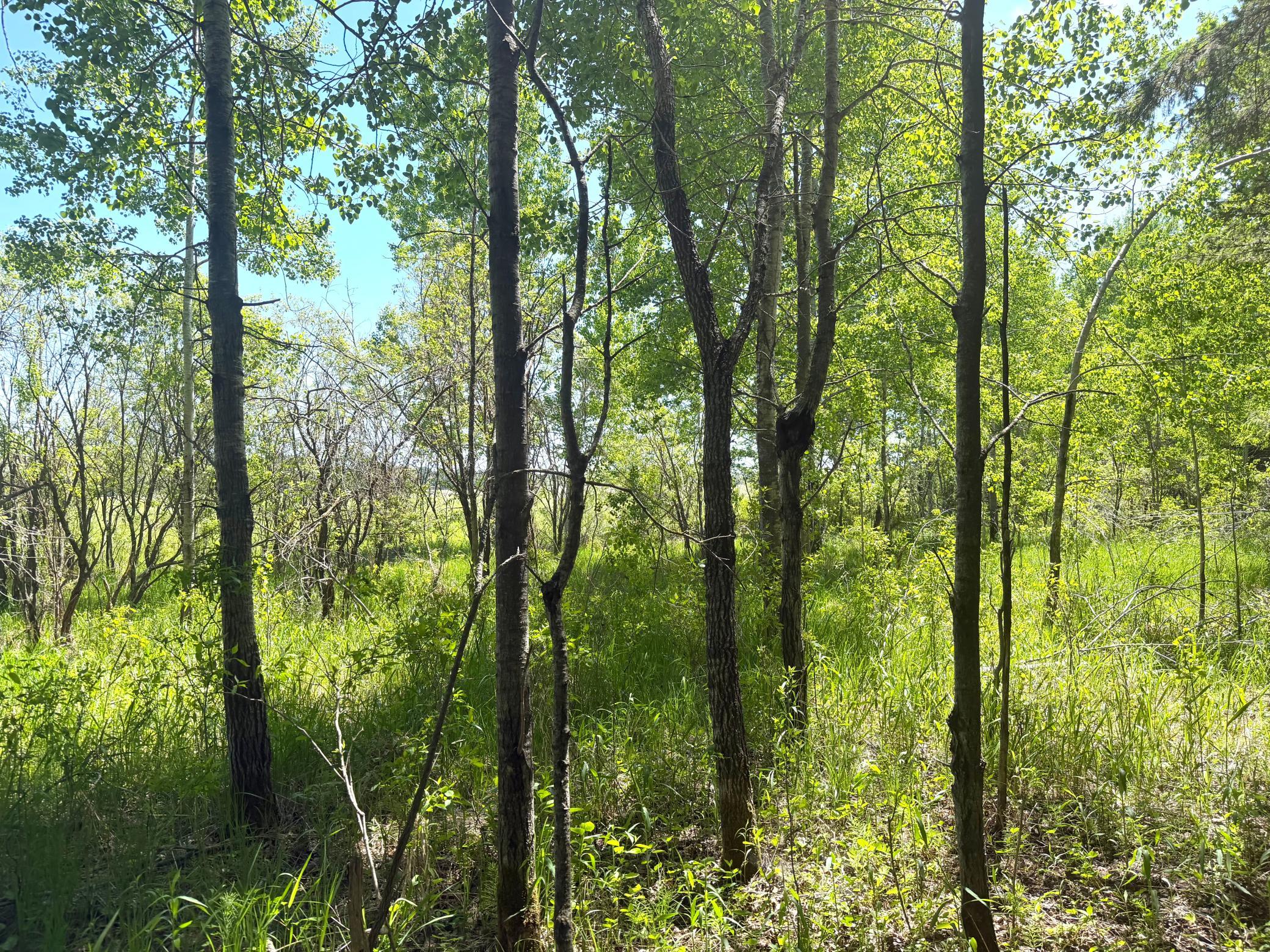 Tbd-20-ac Sleepy Hollow Road Fort Ripley, MN 56449 - Photo 18 of 27