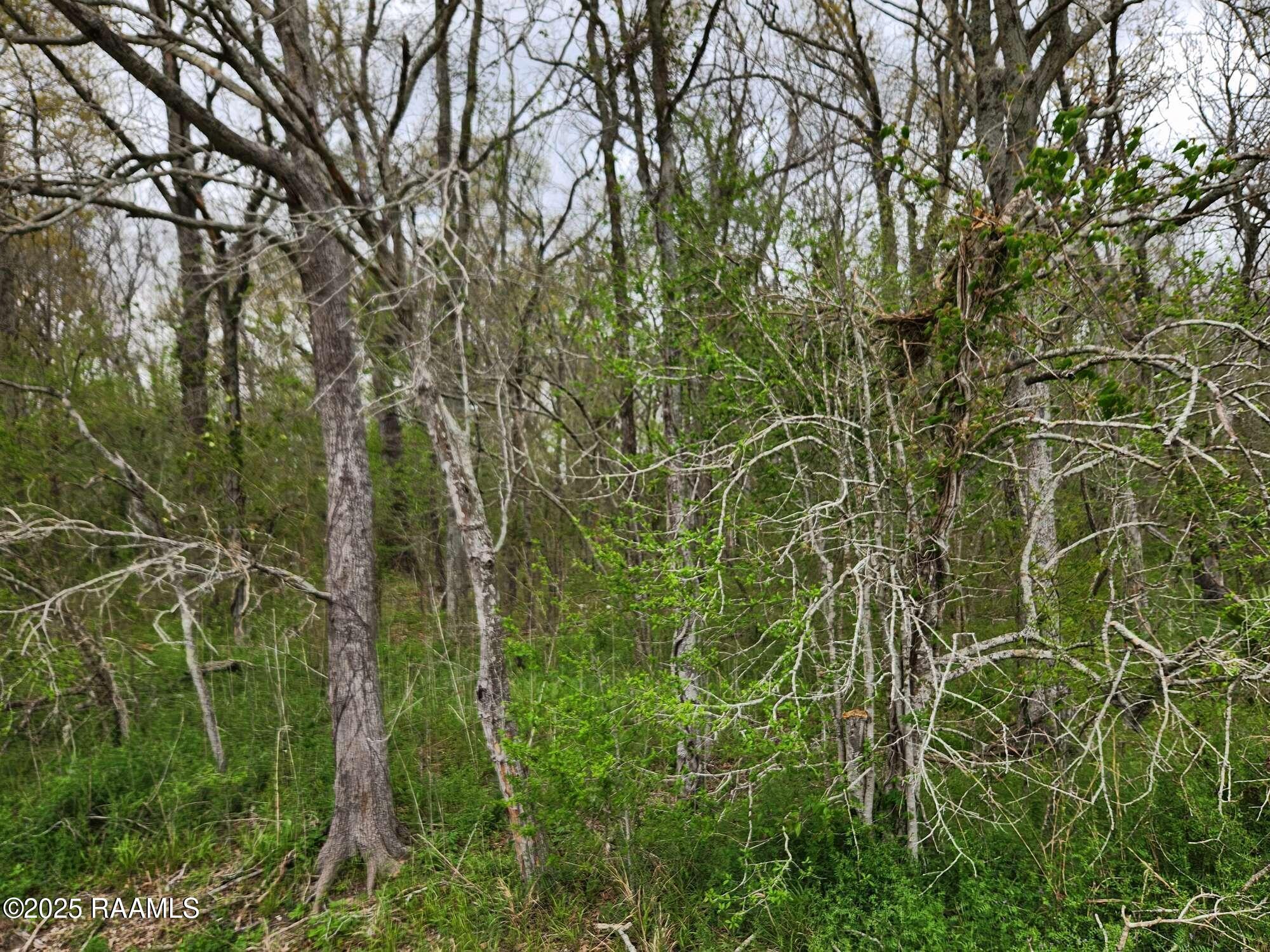 28 Section 28 Road St. Martinville, LA 70582 - Photo 11 of 12 Compress_20250323_091217_7613