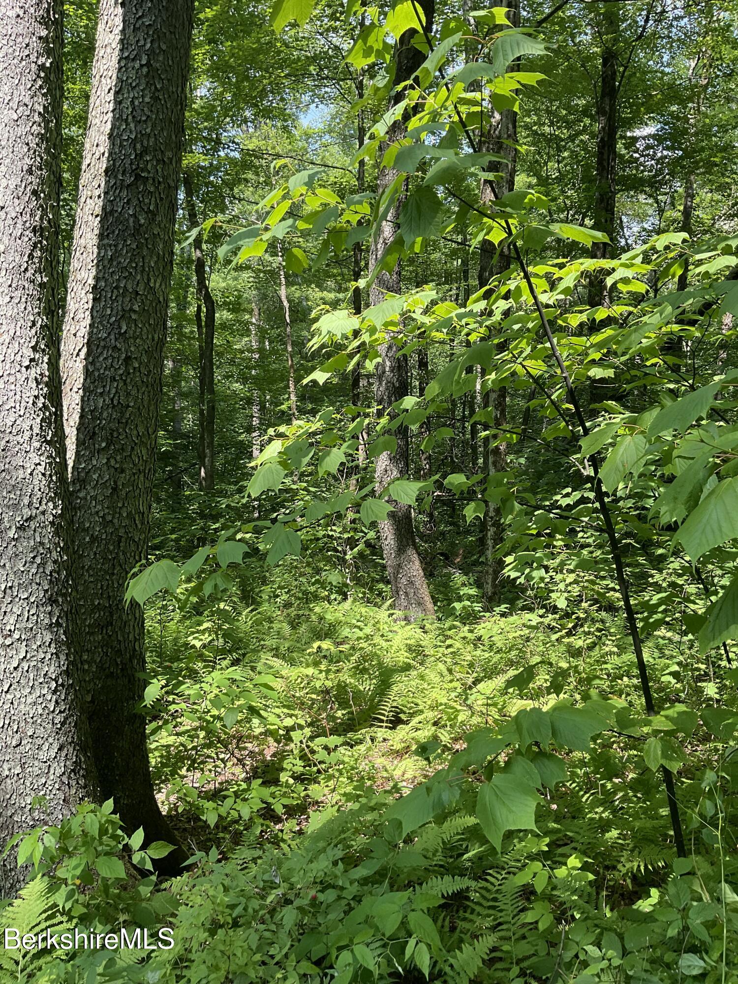 8 Stone Ridge Road Stockbridge, MA 01262 - Photo 6 of 12 DIVERSE WOODLANDS