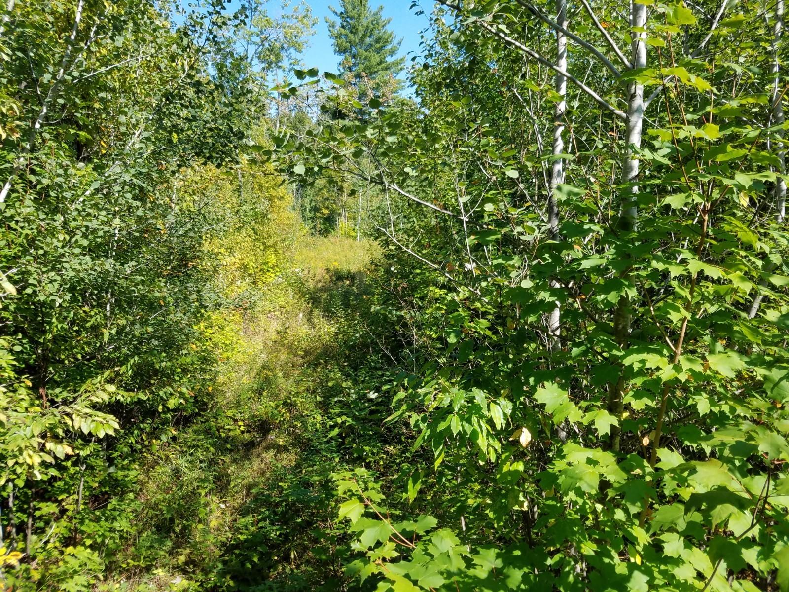 West Huffman Lake Road Vanderbilt, MI 49795 - Photo 14 of 16 Gallery Image 14